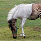 Image for article titled Ten Strange Animal Hybrids